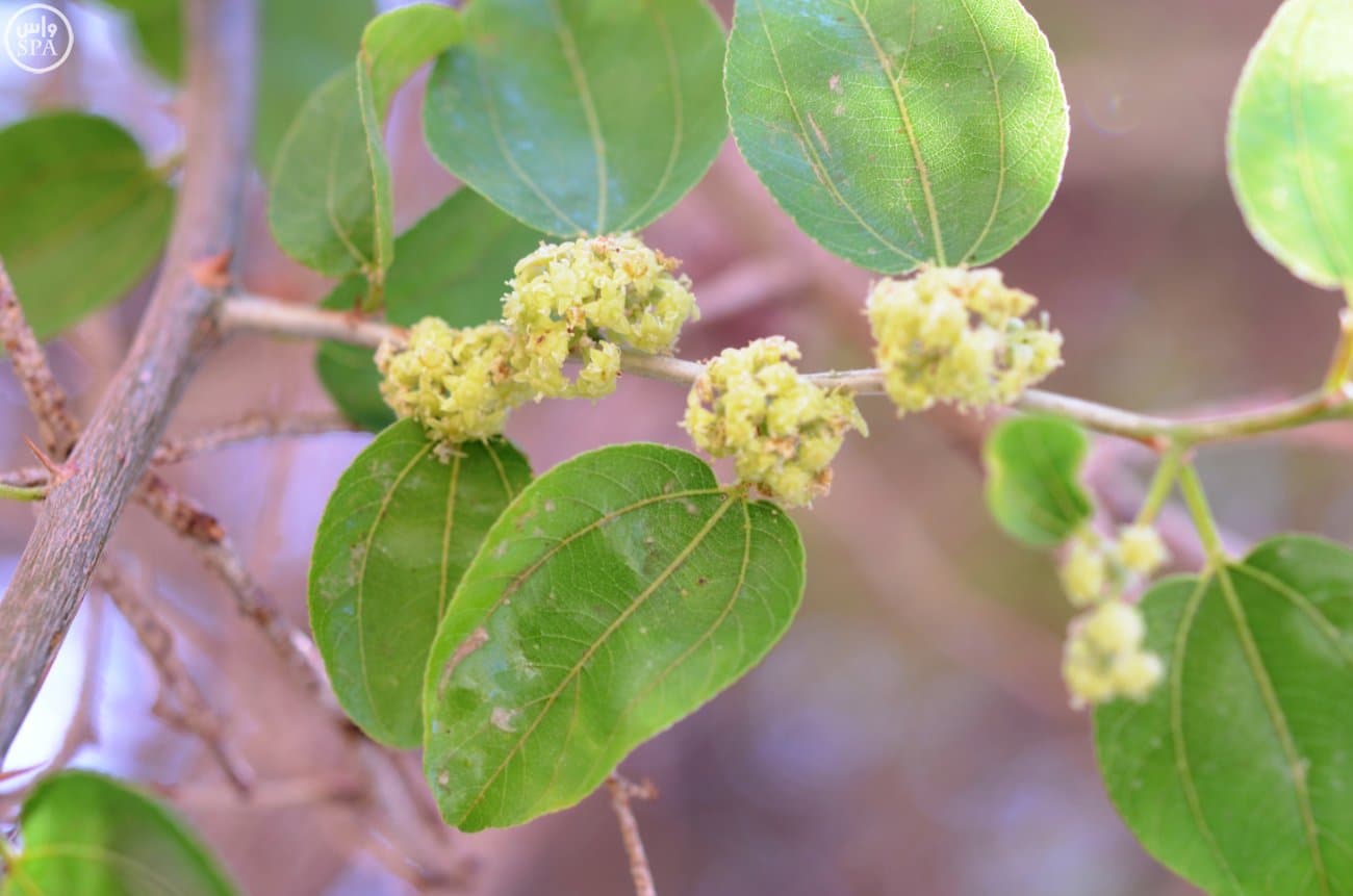قصة مصورة: النحالون يبدؤون رحلة جني "عسل بيشة" في 45 يومًا