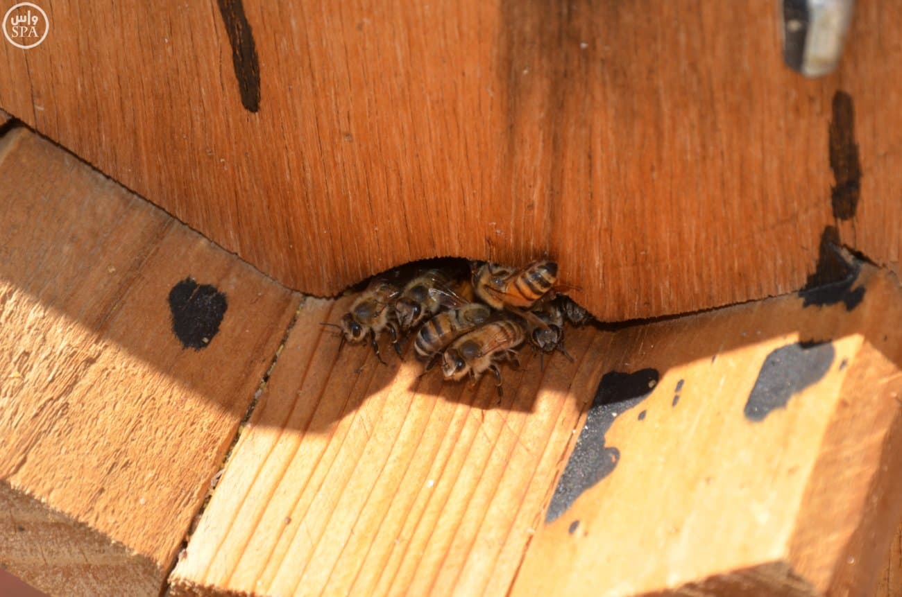 قصة مصورة: النحالون يبدؤون رحلة جني "عسل بيشة" في 45 يومًا