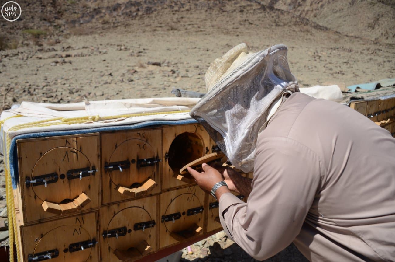 قصة مصورة: النحالون يبدؤون رحلة جني "عسل بيشة" في 45 يومًا