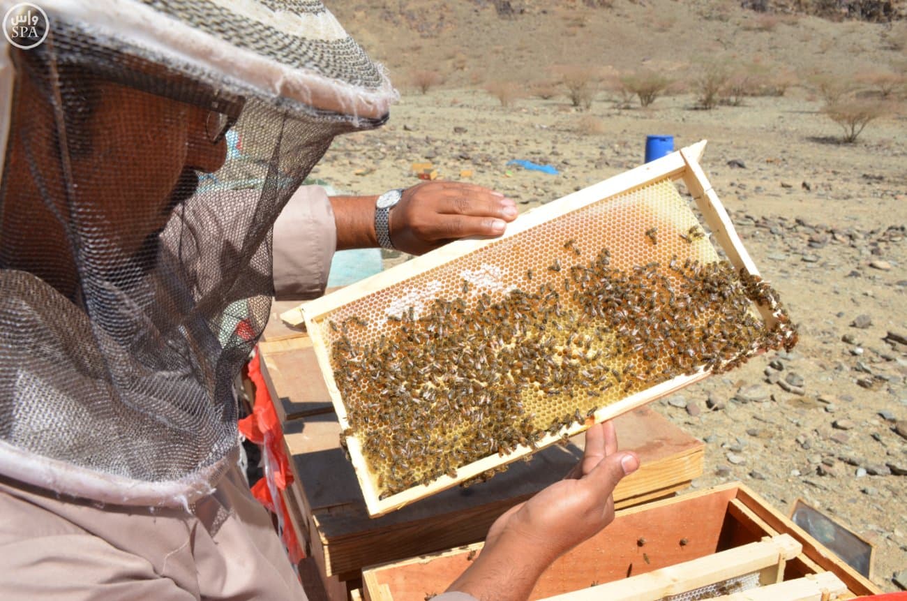 قصة مصورة: النحالون يبدؤون رحلة جني "عسل بيشة" في 45 يومًا