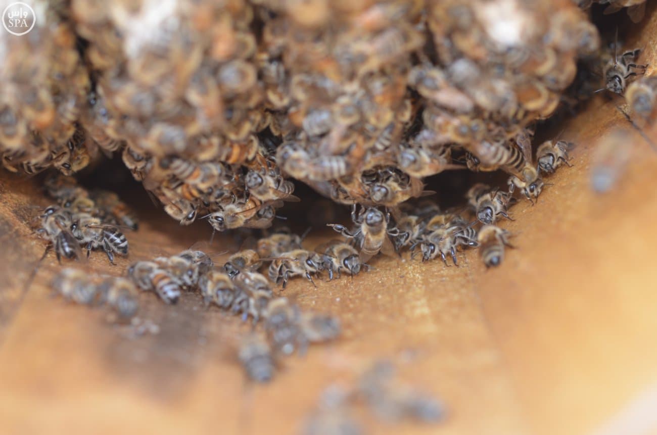 قصة مصورة: النحالون يبدؤون رحلة جني "عسل بيشة" في 45 يومًا