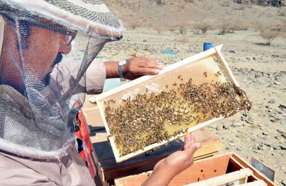 النحالون يبدأون رحلة جني «عسل بيشة»
في 45 يوما