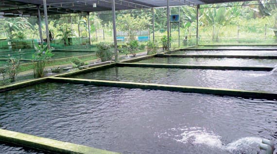 مشروع «أرامكو» للاستزراع السمكي
ينتج 10 ملايين يرقة سنويا