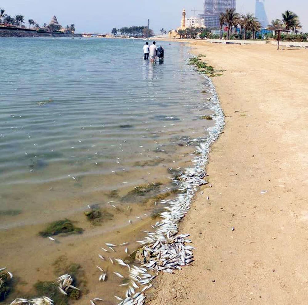 جانب من أسماك السلمون النافقة في بحيرة النورس في جدة."الاقتصادية"