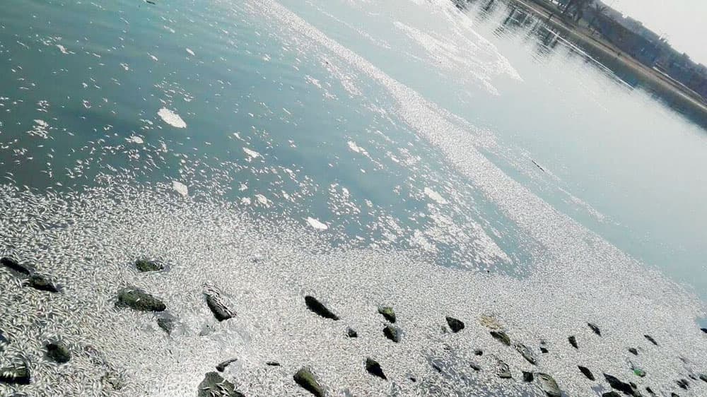 تكررت كثيرا حالات نفوق الأسماك في بحيرة النورس.