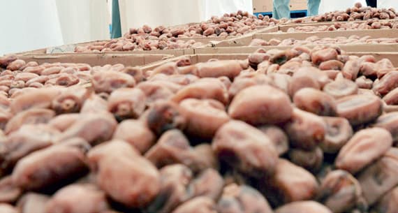 تناولت الورش الوضع الغذائي للتمور. "الاقتصادية"