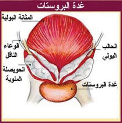 د. داني: الميموكاث وسيلة آمنة وسهلة وفعالة ذات نتائج مذهلة دون تدخل جراحي
