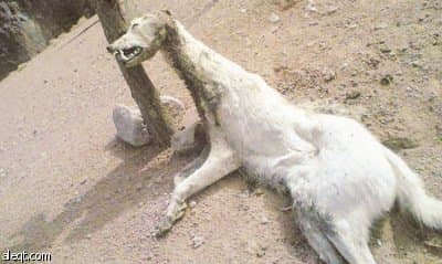 أسطورة «الشيب» تعود .. فتك بـ 11 غزالا وترك الأغنام!