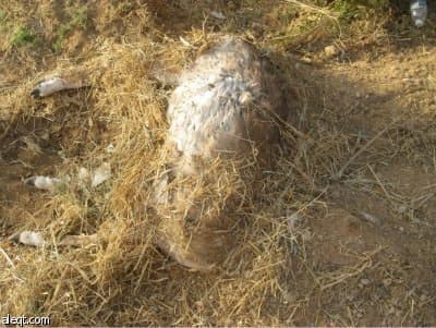 أسطورة «الشيب» تعود .. فتك بـ 11 غزالا وترك الأغنام!