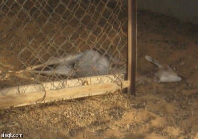 أسطورة «الشيب» تعود .. فتك بـ 11 غزالا وترك الأغنام!