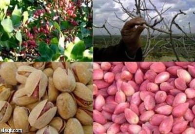 الفستق يقلل من خطر الإصابة بالسرطان