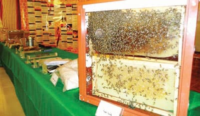 «الزراعة» تؤجر أراضيها للنحالين.. وملاحقة «العسل المغشوش» في عسير