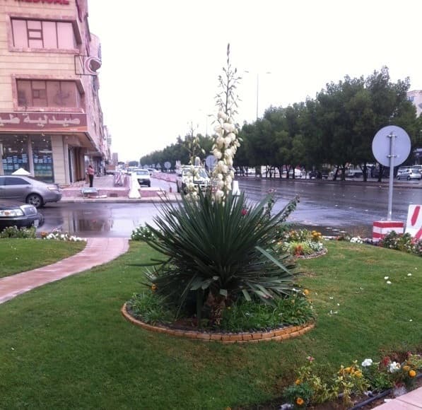 قصة مصورة :أمطار الرياض صباح اليوم