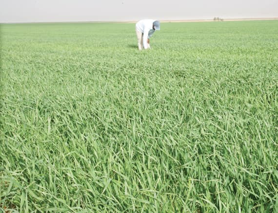 «الخزن الغذائي» لدول «الخليج العربي» يدخل حيز التنفيذ بعد 6 أشهر