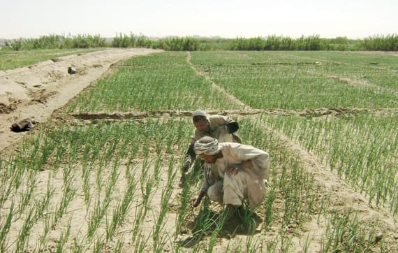 تسوية الخلاف بشأن استصلاح مستثمرين سعوديين للأراضي في السودان