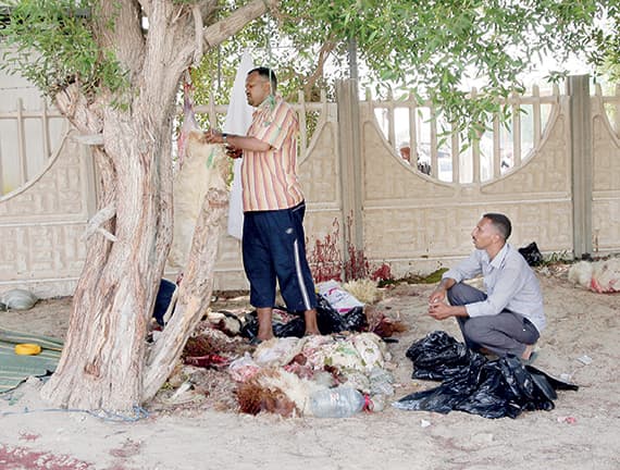 الجزارة.. آخر المهن قبل نهاية مهلة التصحيح