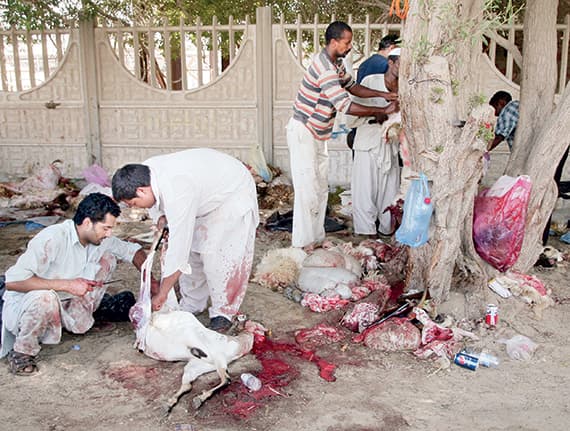 الجزارة.. آخر المهن قبل نهاية مهلة التصحيح