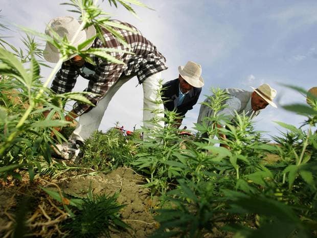 أوروجواي تقنن زراعة الماريجوانا