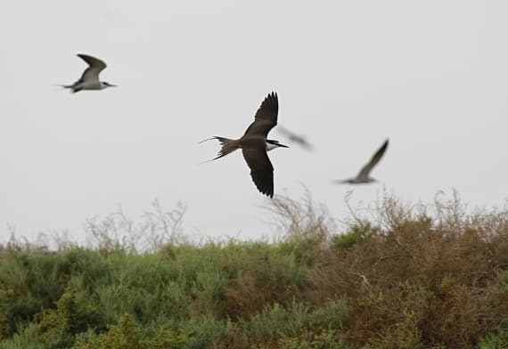 قصة مصورة : جزيرة "جانا" السعودية تحتضن 20 ألف طائر