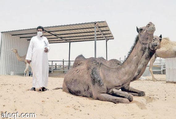 السعودية : 11 حالة إصابة بفيروس "كورونا" منذ مطلع فبراير