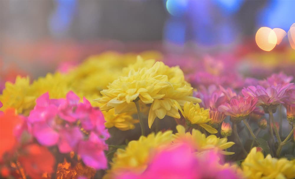 قصة مصورة: أمين الرياض يفتتح مهرجان ربيع الرياض الحادي عشر