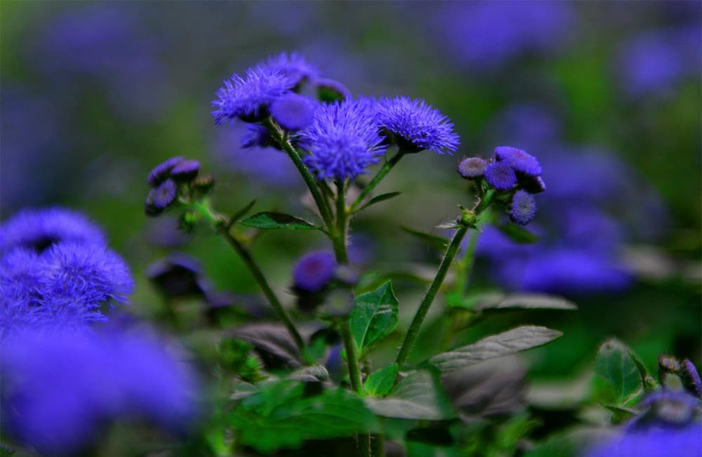 قصة مصورة: أمين الرياض يفتتح مهرجان ربيع الرياض الحادي عشر