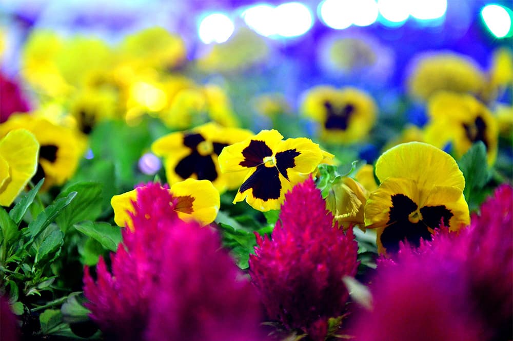 قصة مصورة: أمين الرياض يفتتح مهرجان ربيع الرياض الحادي عشر