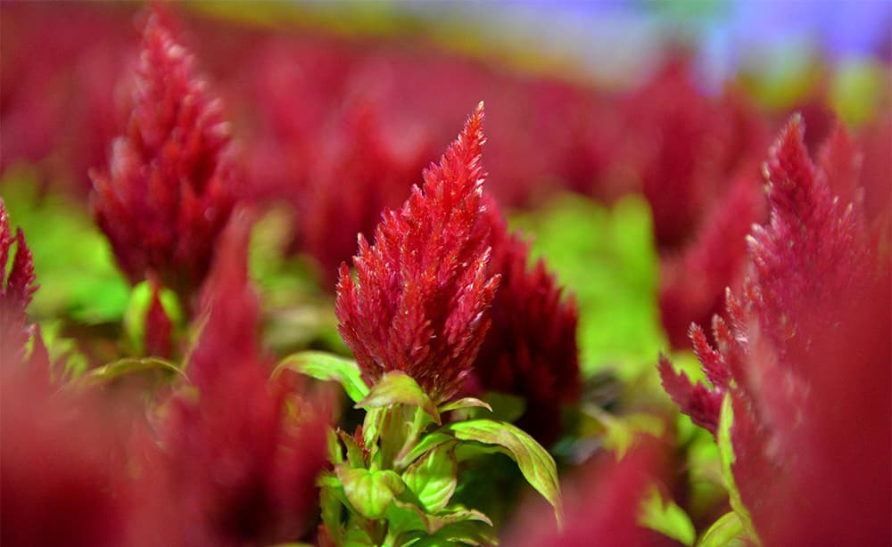 قصة مصورة: أمين الرياض يفتتح مهرجان ربيع الرياض الحادي عشر