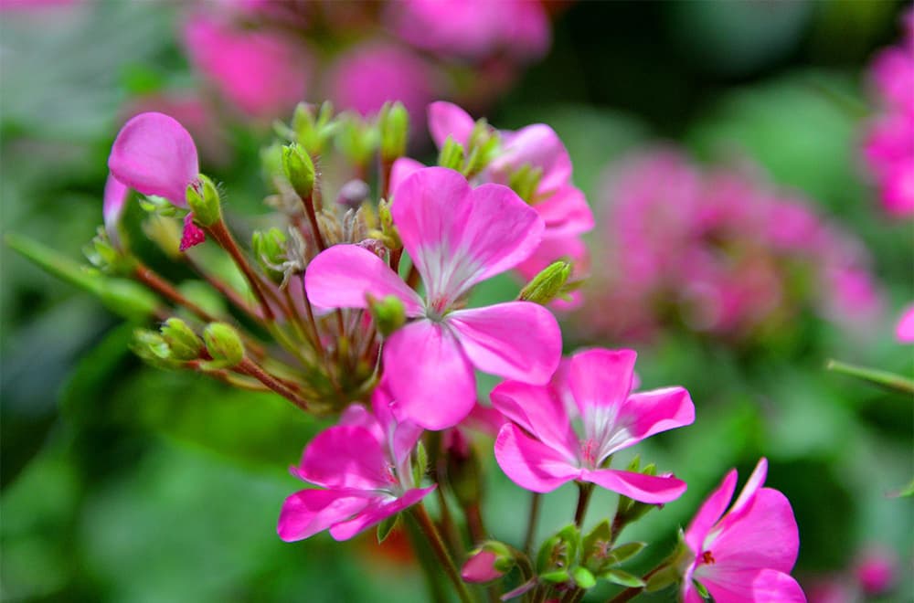 قصة مصورة: أمين الرياض يفتتح مهرجان ربيع الرياض الحادي عشر