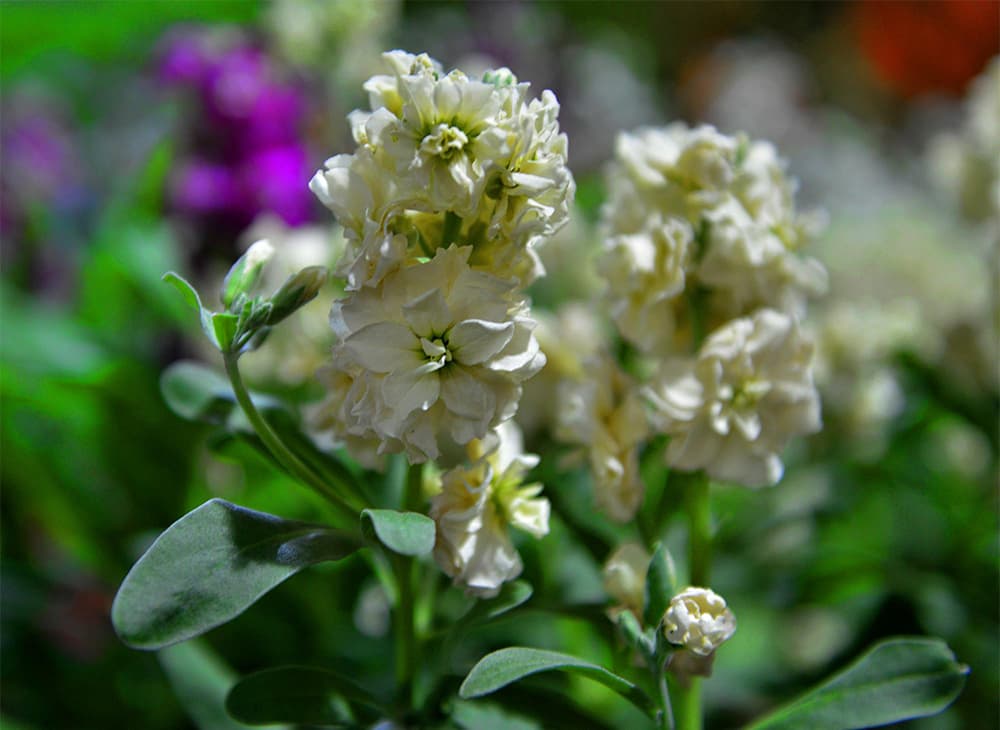 قصة مصورة: أمين الرياض يفتتح مهرجان ربيع الرياض الحادي عشر