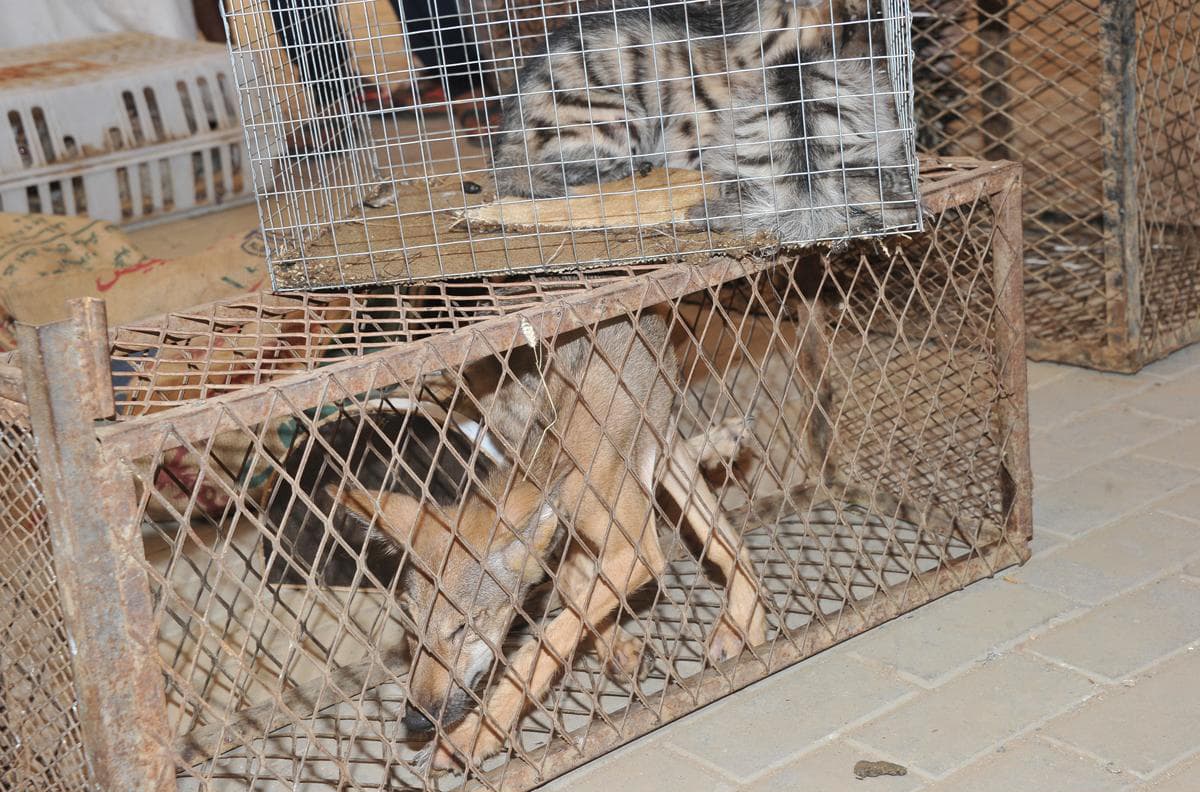 "الخوبة" تنشط بحركة التجارة في جازان