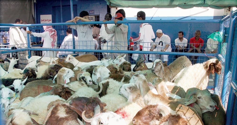 168 مليونا متوقعة من مبيعات الأضاحي في الشرقية خلال أيام عيد الأضحى