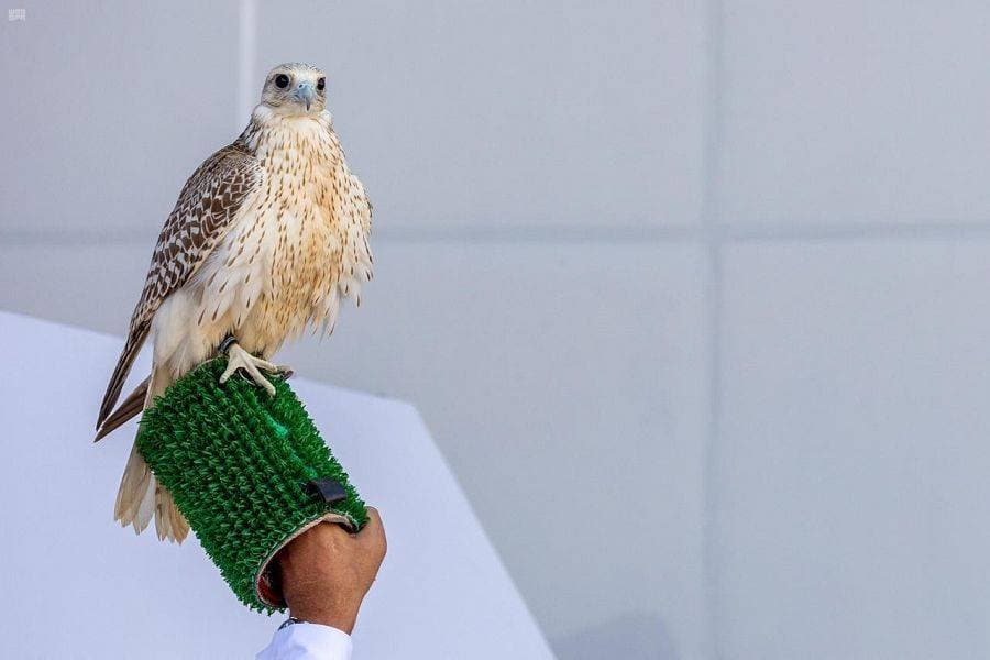 شهد مهرجان الملك عبدالعزيز تسجيل أسماء صقور ذات دلالة على القوة.