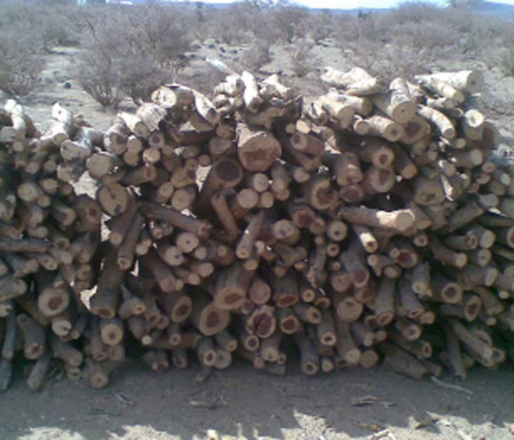 المملكة تستورد الحطب من أوروبا وأمريكا وأفريقيا وآسيا وأستراليا. "الاقتصادية"