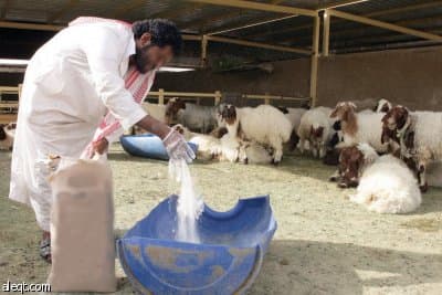 صوامع الغلال توقع اتفاقية توزيع أعلاف التسمين للماشية مع مجلس الجمعيات التعاونية