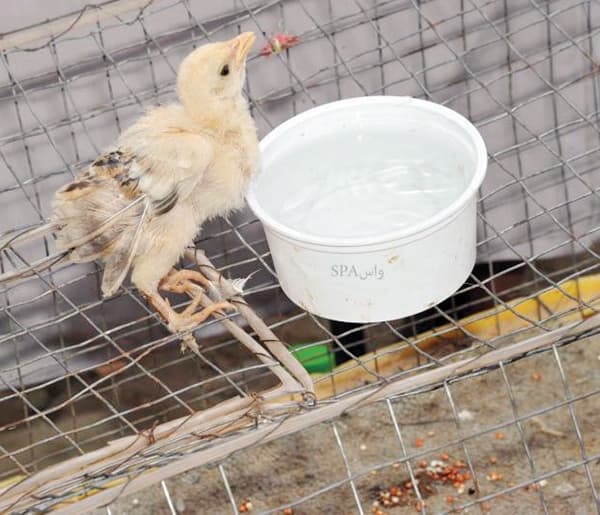 سوق الخميس .. 150 عاما من عمر «الدرب»