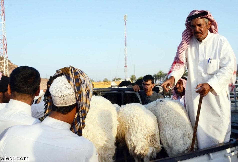 أمانة الرياض تنشئ سوقًا يتسع لـ 50 ألف رأس من الأغنام