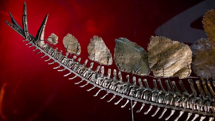 قصة مصورة : عرض هيكل عظمي نادر لديناصور عمره 150 مليون عام في لندن