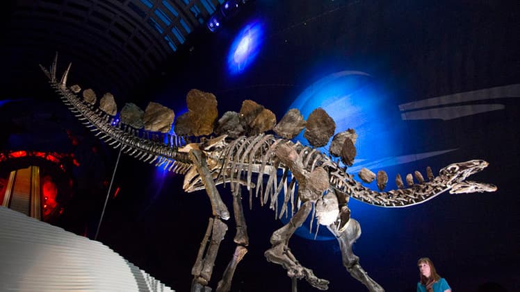 قصة مصورة : عرض هيكل عظمي نادر لديناصور عمره 150 مليون عام في لندن