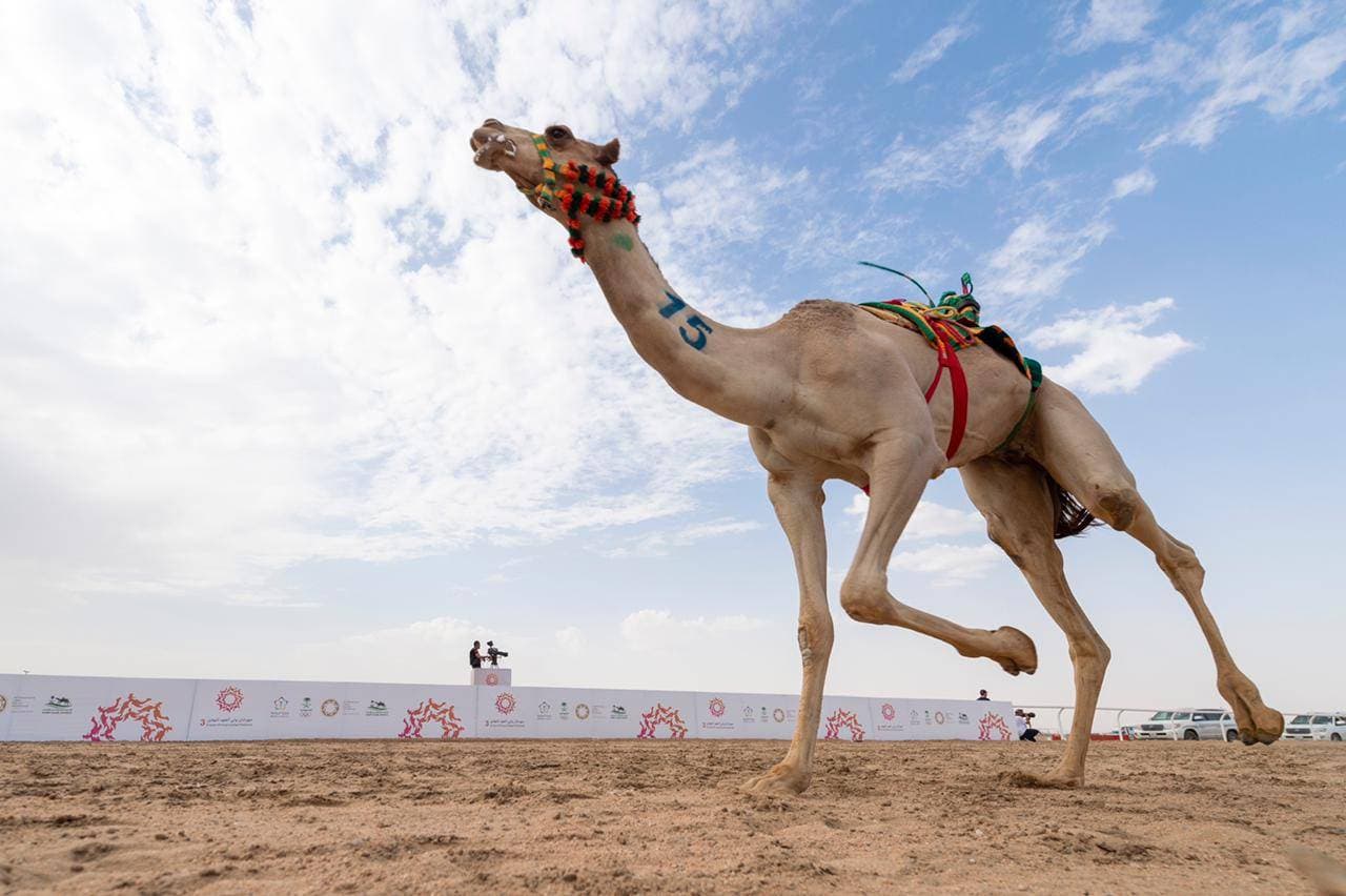 انطلاق مهرجان ولي العهد للهجن في ميدان الطائف.