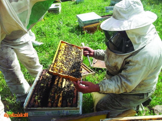 السعودية تستورد 21 ألف طن من العسل بـ 337 مليون ريال في 2016 608466-1993988990