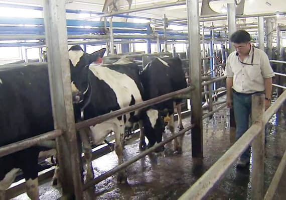 باستخدام خلايا الشعر .. مشروع صيني لاستنساخ مليون بقرة سنويا