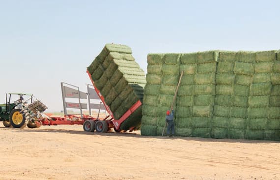 540 ألف طن مبيعات الأعلاف في السعودية خلال عام .. و«عسير» تتصدر