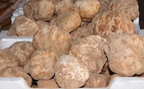 عرعر : "فقع الزبيدي" بأسعار فلكية في الأسواق الشعبية