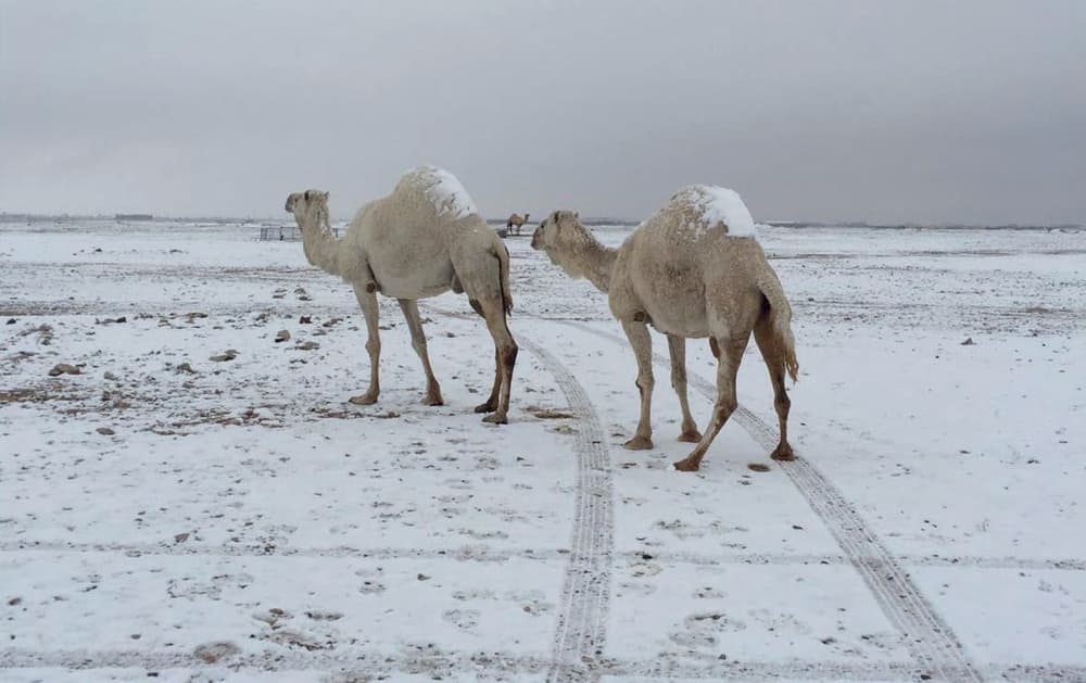 بعد 60 عاما.. الثلوج تعود إلى رفحاء