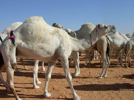 «الزراعة» لـ"الاقتصادية" : سحبنا 460 عينة إبل .. وننتظر ورود النتائج قريبا