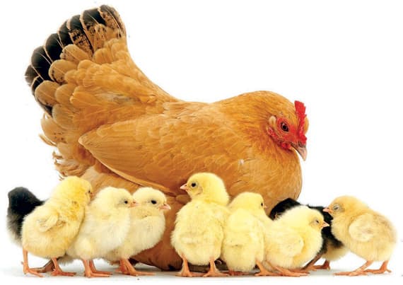 «الدجاج الخارق» يريد مكانا على موائدنا