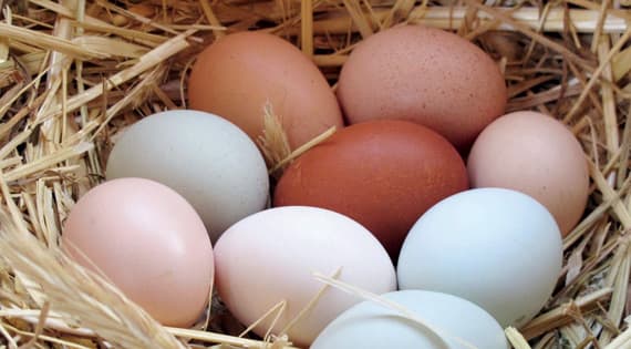 «الدجاج الخارق» يريد مكانا على موائدنا