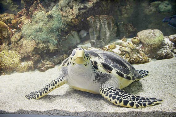 بعد أن مثلت للشفاء .. السلحفاة «توتو» تعود إلى بحر جدة