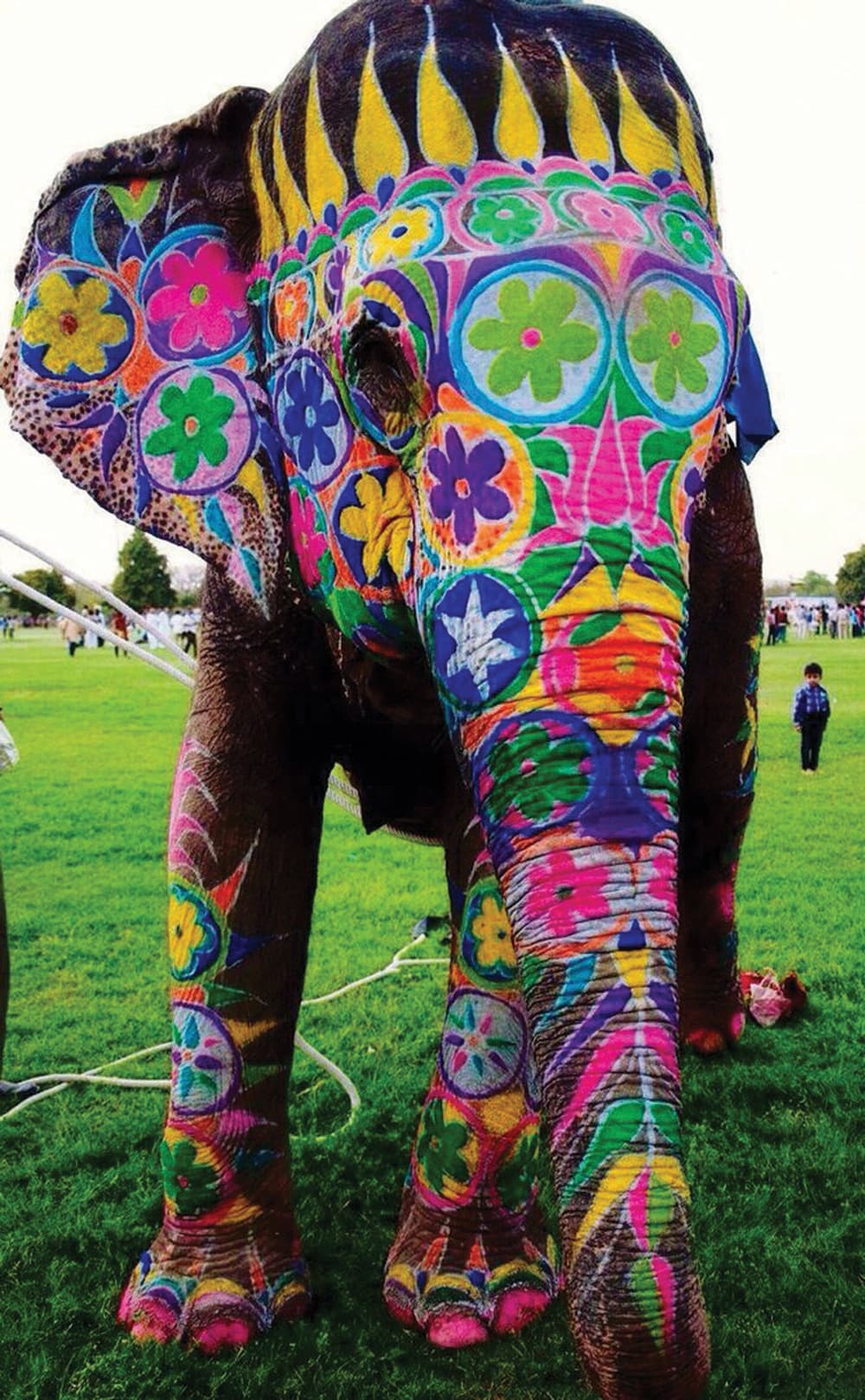 طيران «الفيل الهندي» .. شمعة في اقتصاد عالمي دامس الظلام